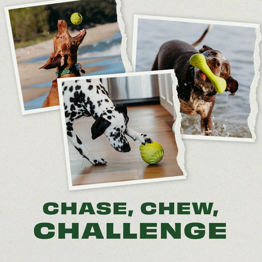 Chew, Chase, Challenge Trio (3-Pack)