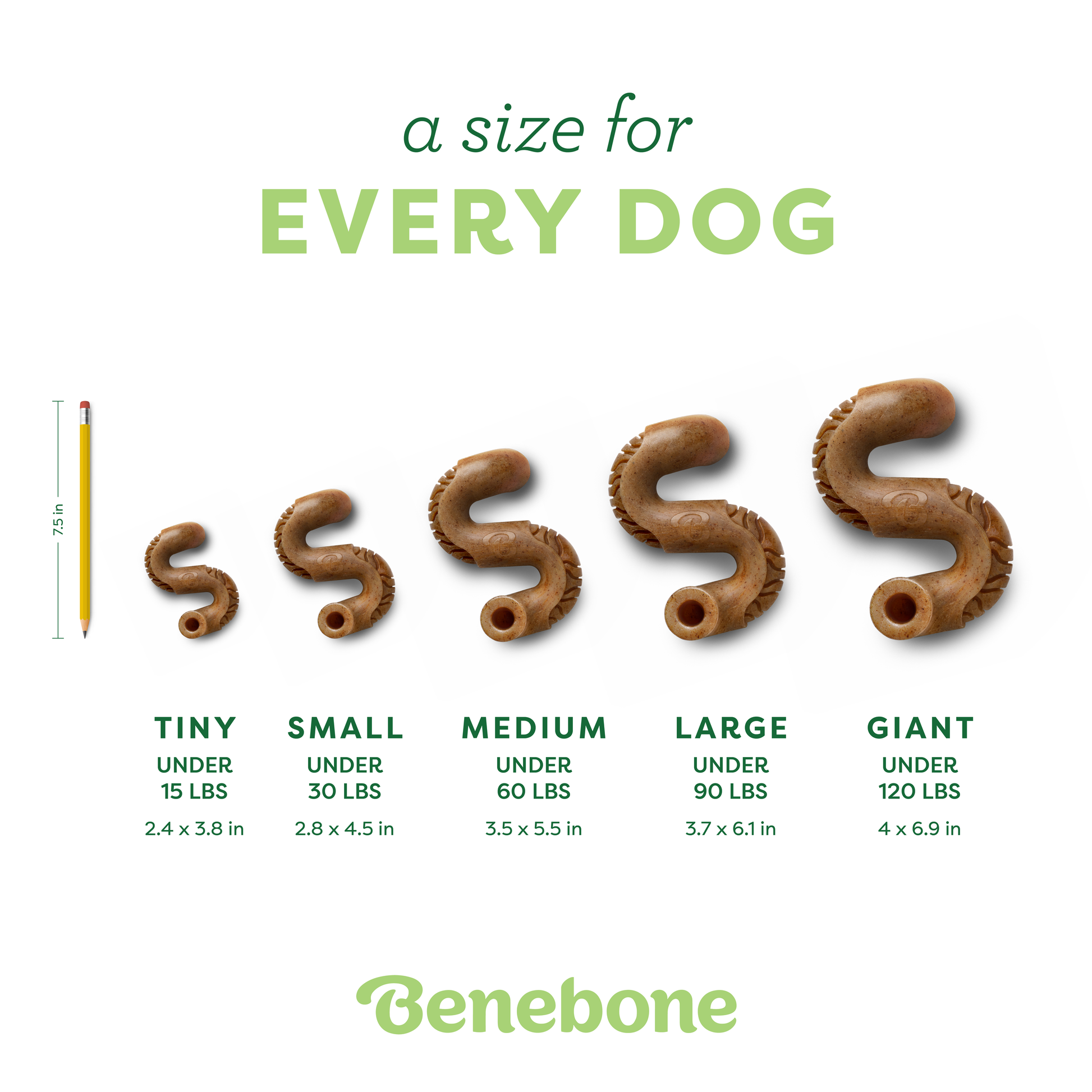 Tripe Bone