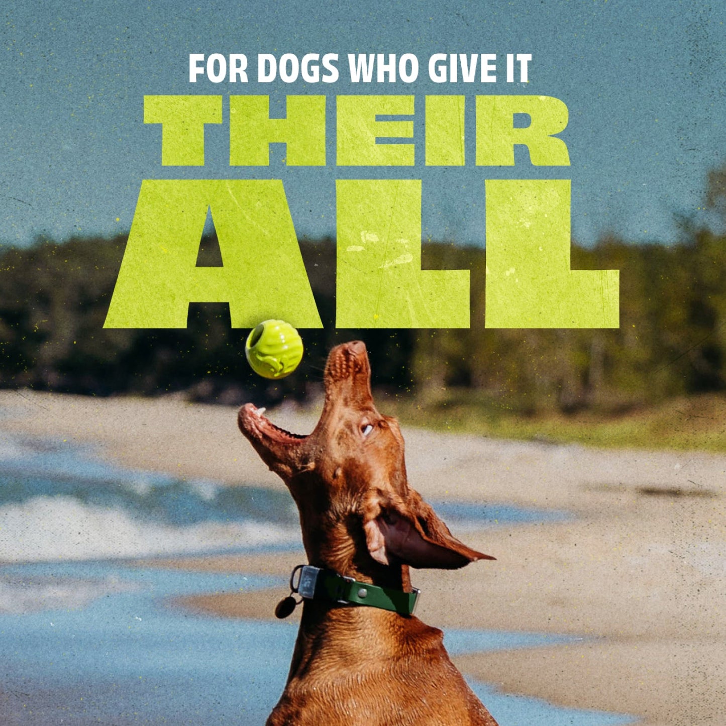 Chew & Fetch Duo (2-Pack)
