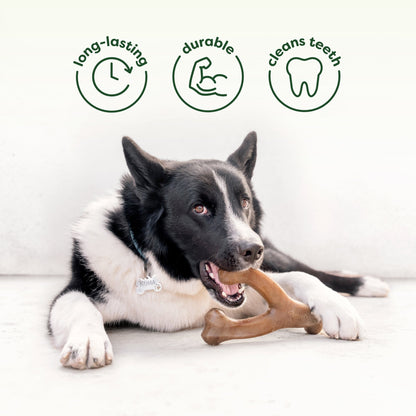 Chew & Chase Duo (2-Pack)