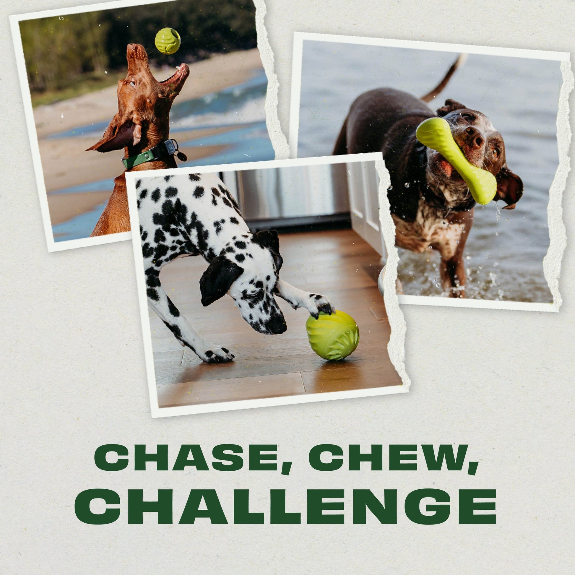 Chew, Chase, Challenge Trio (3-Pack)