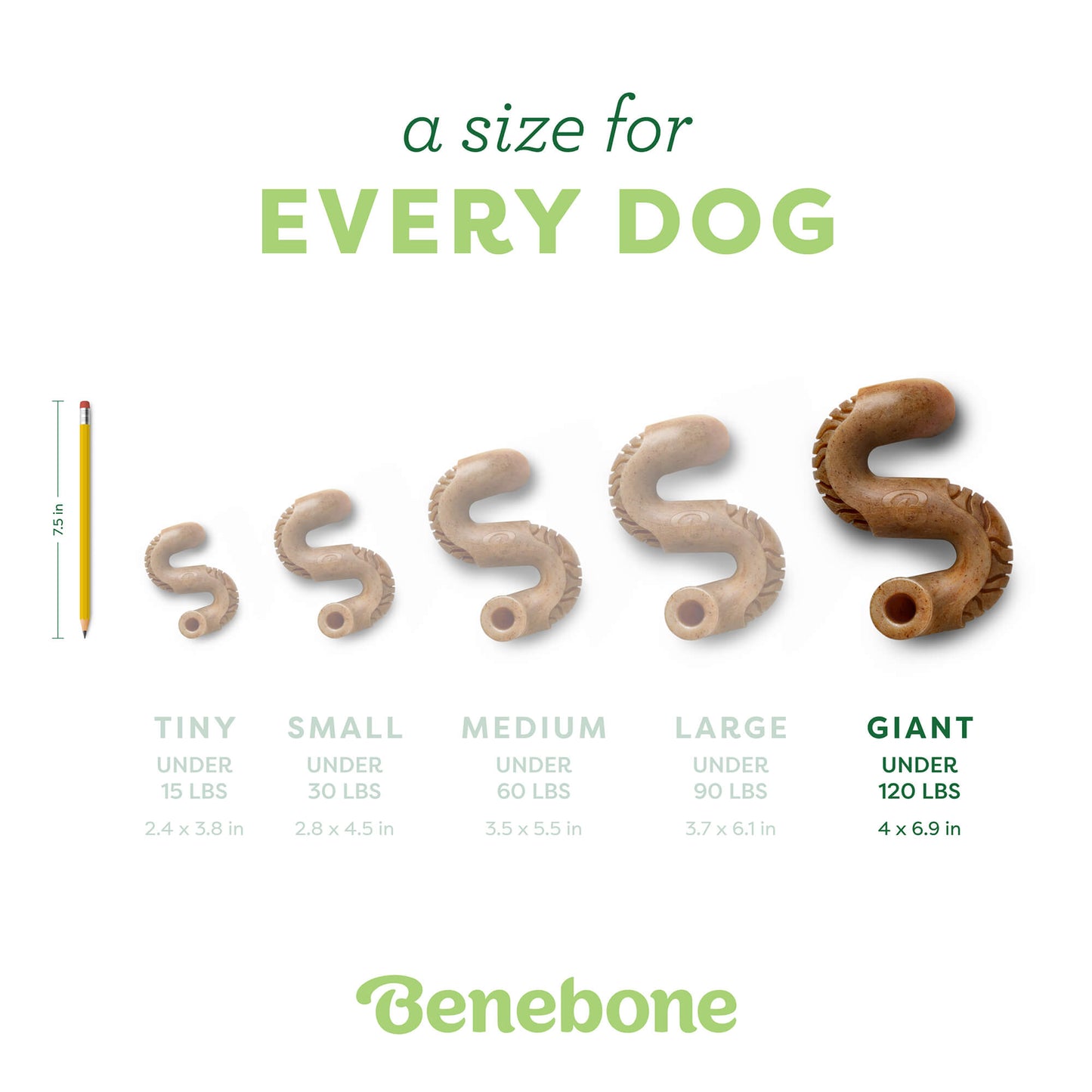 Tripe Bone