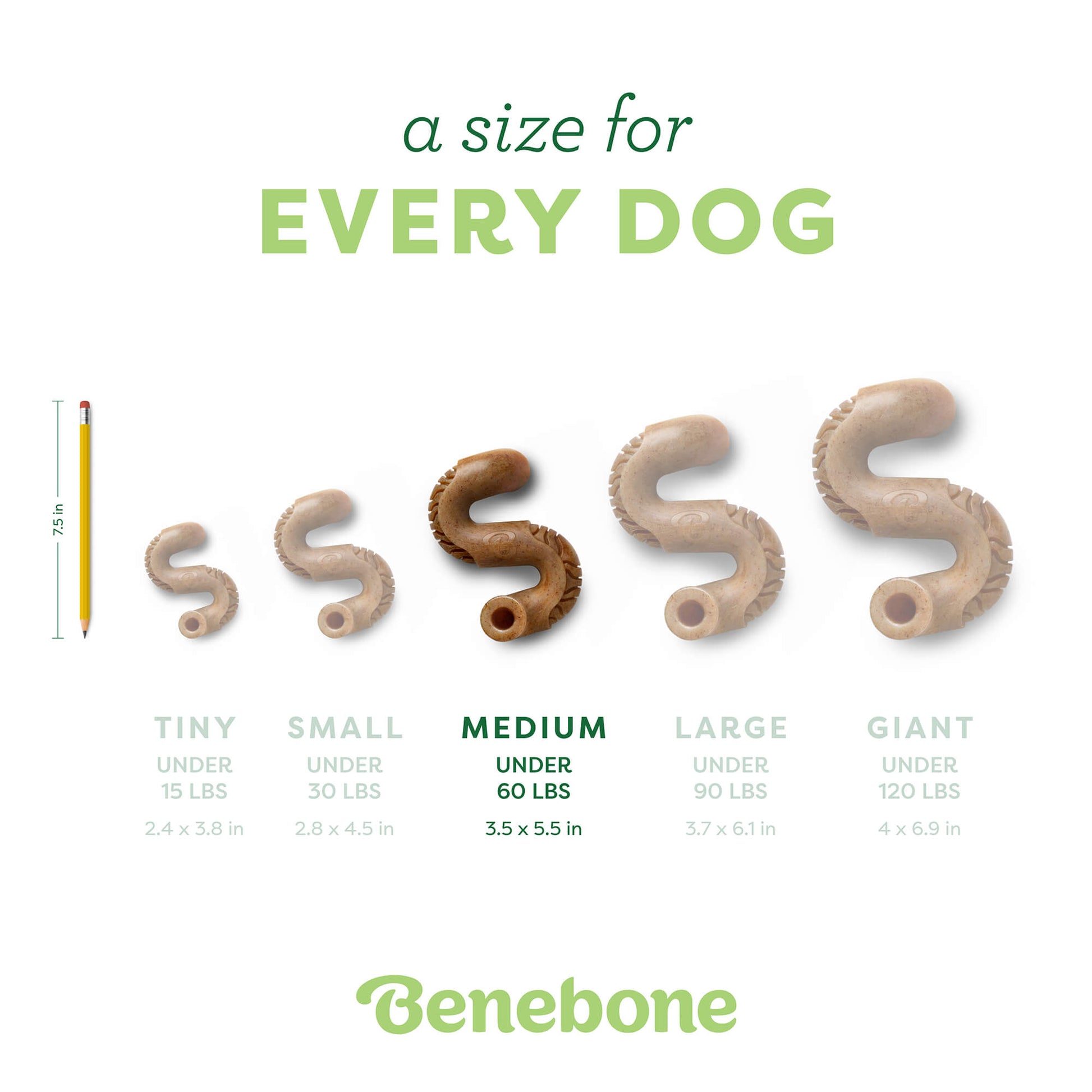 Tripe Bone