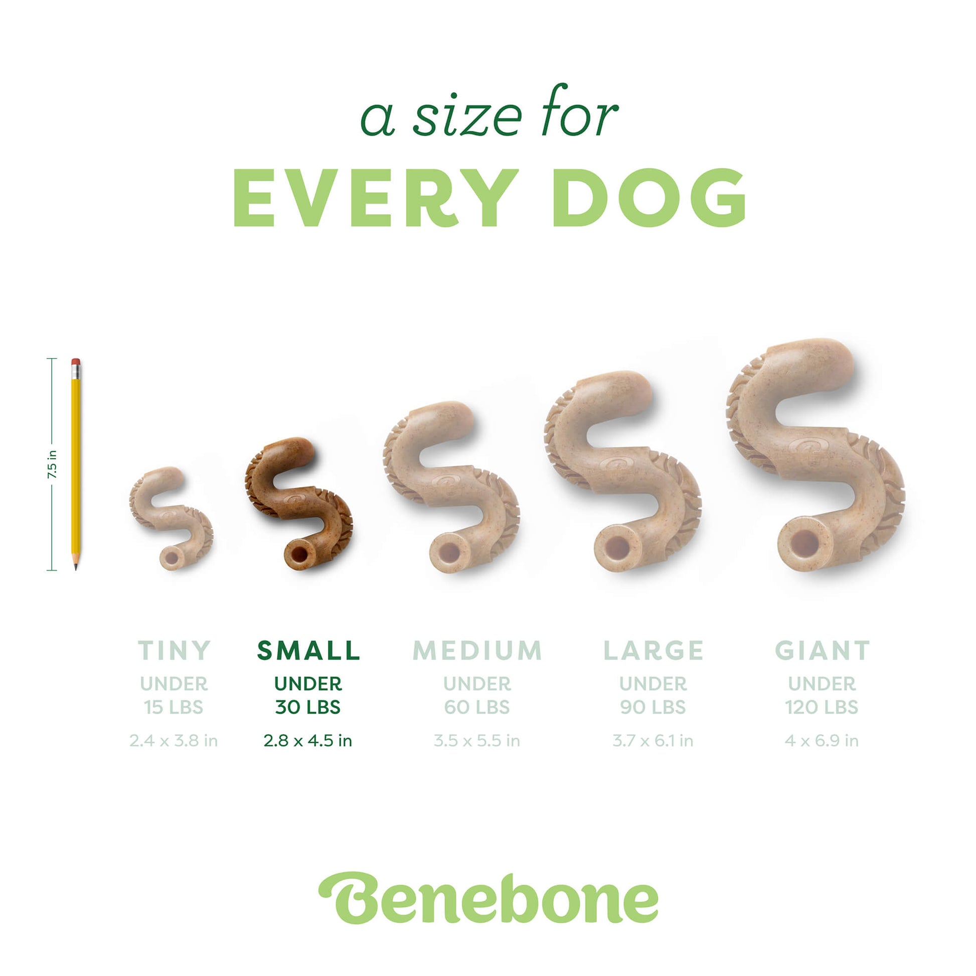 Tripe Bone