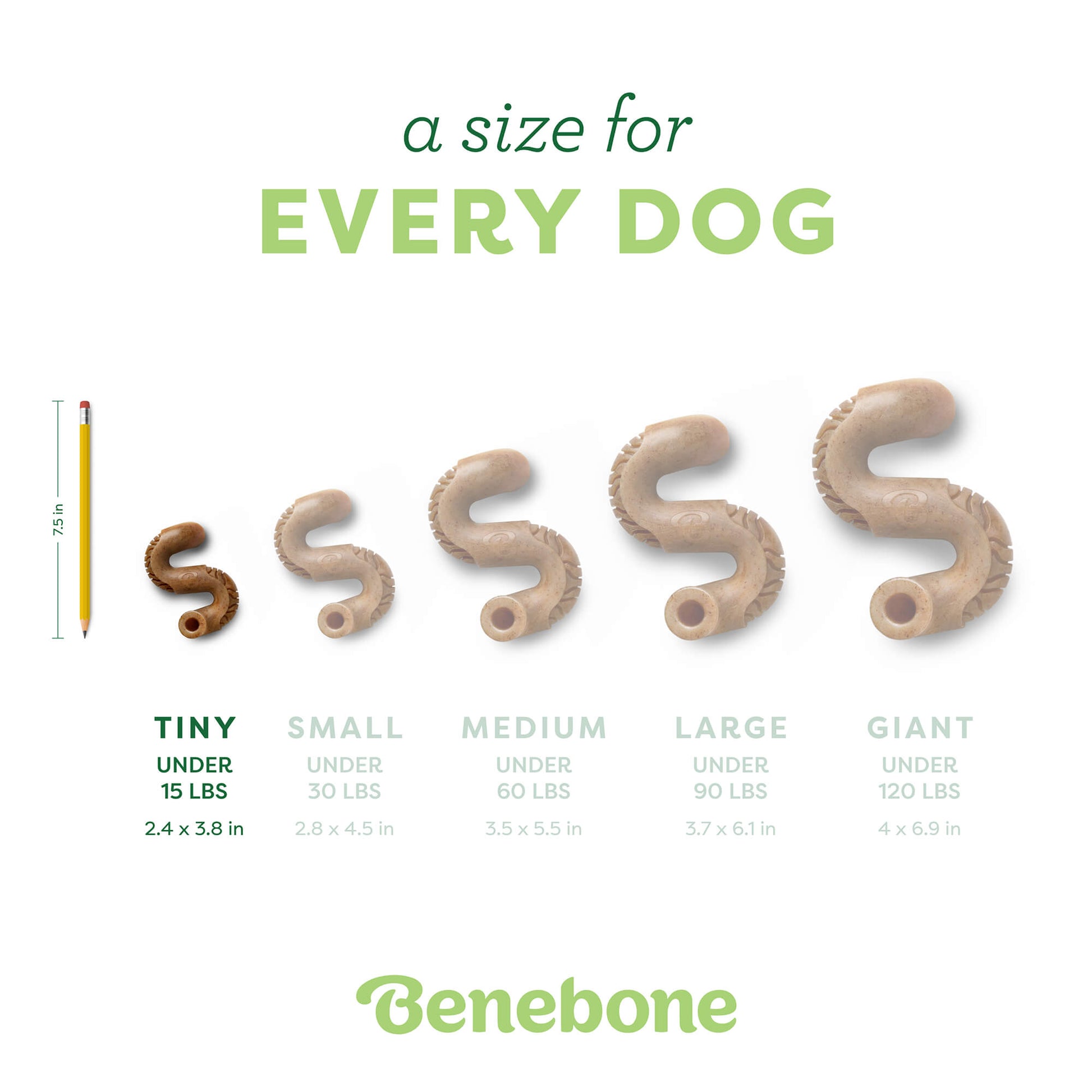 Tripe Bone
